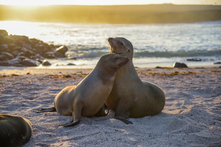 How Safe is to travel to the Galapagos Islands?
