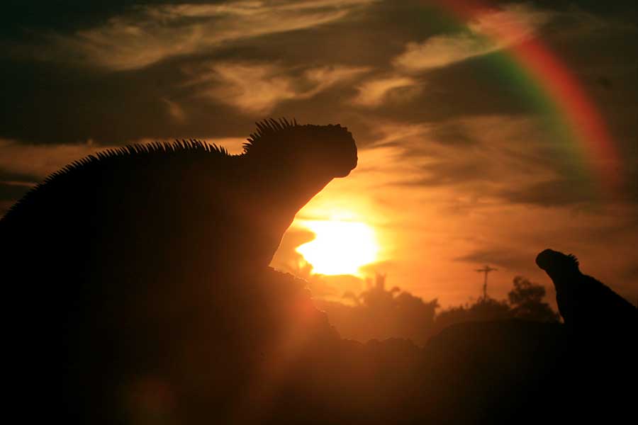 iguanas at sunset