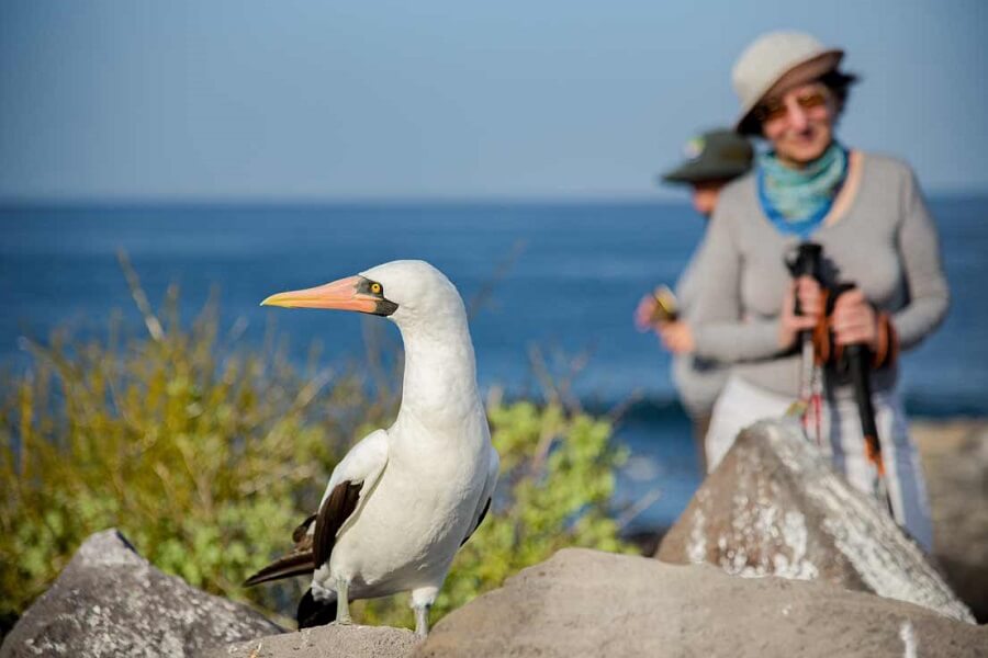 best-time-to-visit-galapagos-bird-watching