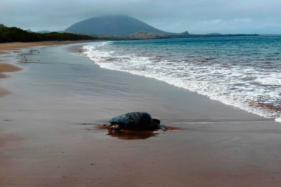 galapagos-travel-after-the-best-refuge-1