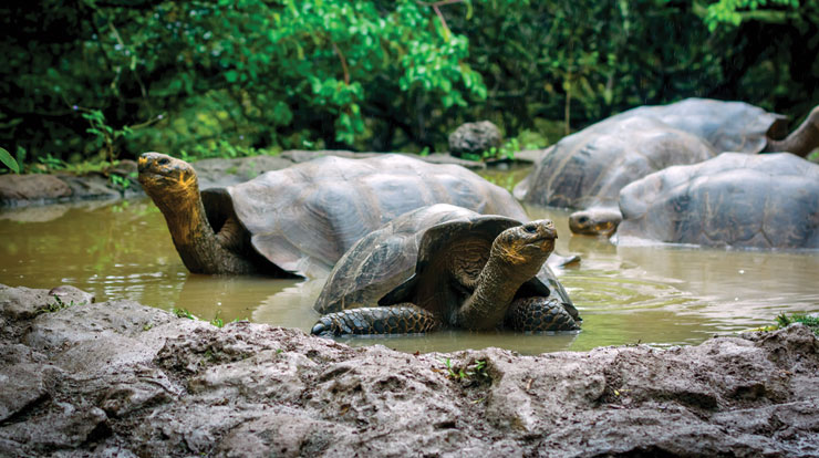 Galapagos giant turtles