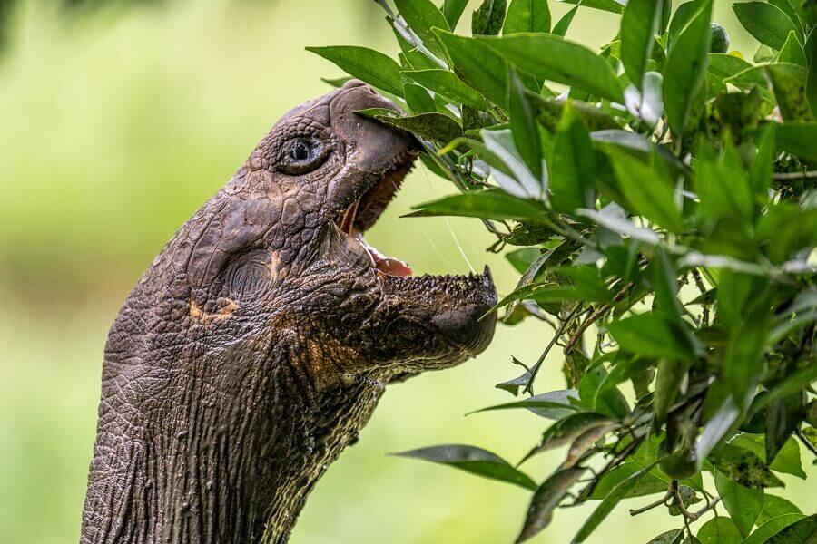 Giant tortoise feeding on endemic vegetation