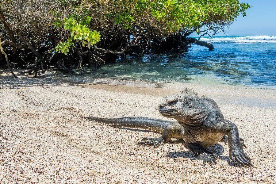 marine-iguana-sand-sea-galapagos-island