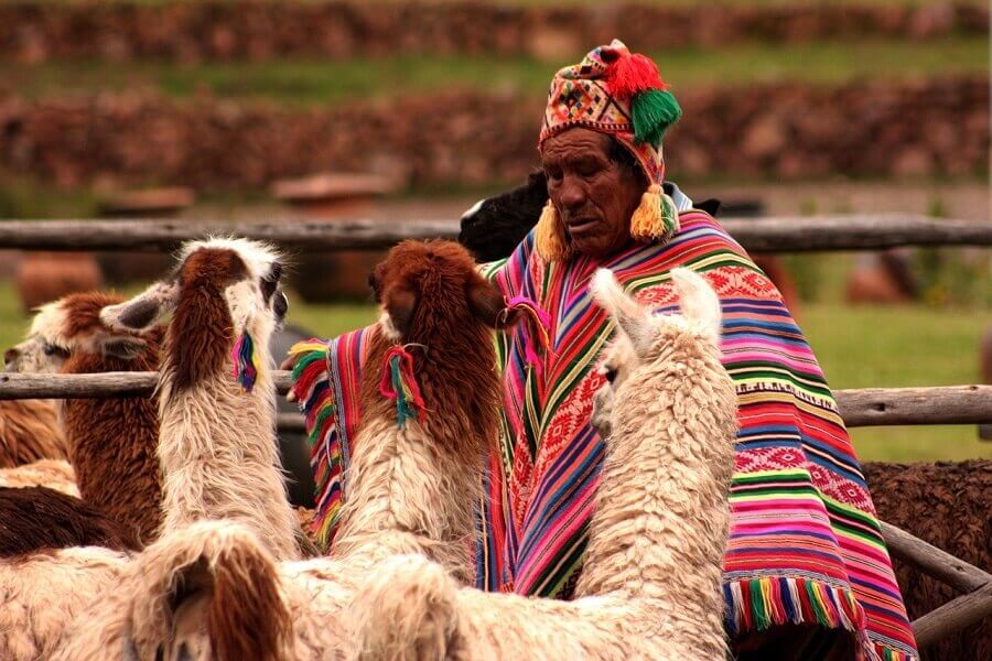 A-man-feeds-llamas-Cusco-Peru-cruise-to-galapagos