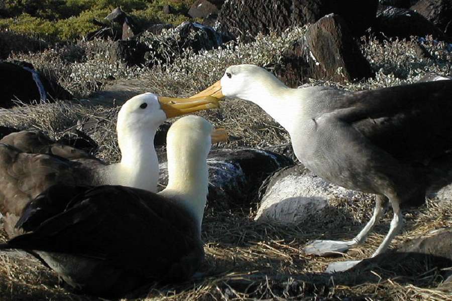 Galapagos albatross