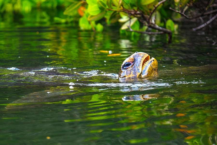 sea turtle in a lagoon