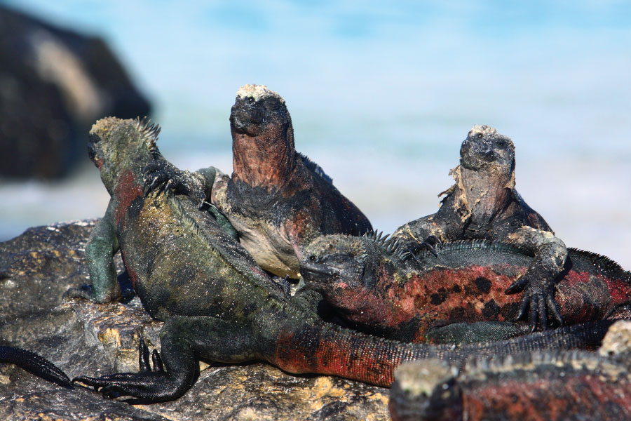 marine iguanas galapagos