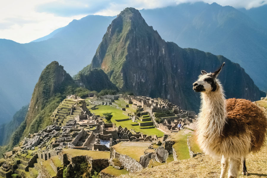 llama en Machu Picchu