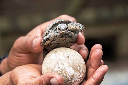 Baby Tortoise - Galapagos Islands