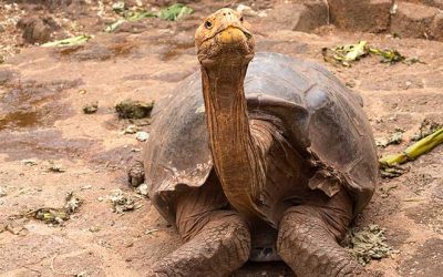 Diego Turtle, The oldest sex symbol retires
