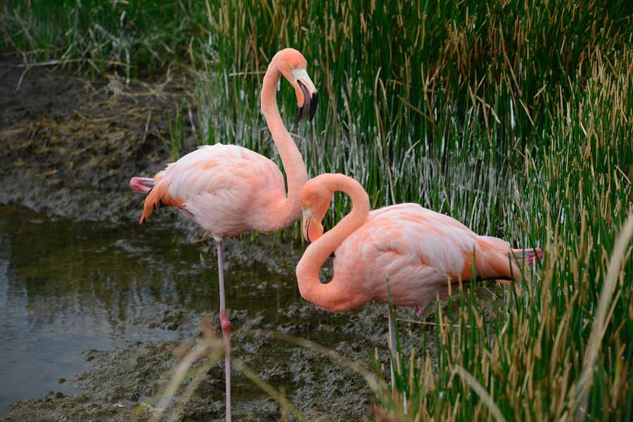 Pink Flamingos Endemic Species Galapagos