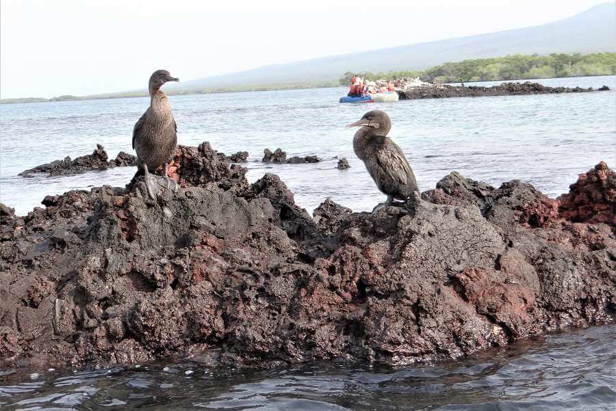 two Galapagos flightless birds.