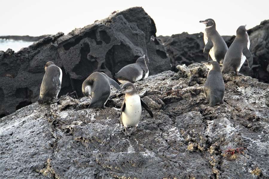 Galapagos penguins birds