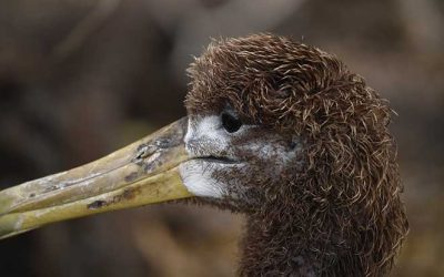 Know the most incredible birds of Galapagos