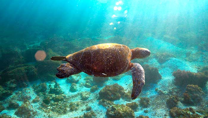 Marine Turtle - Clelonidas Mydas