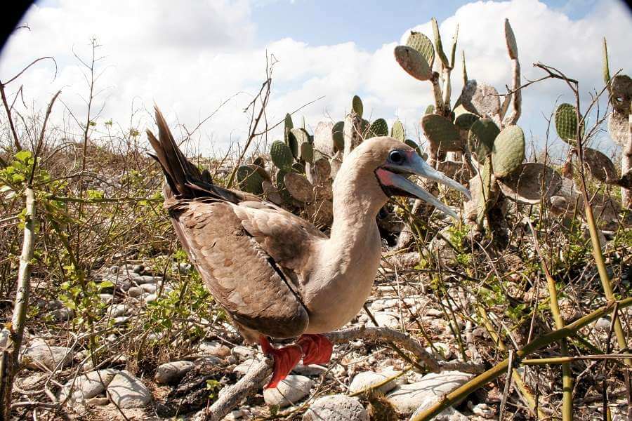 galapagos birds red footed booby