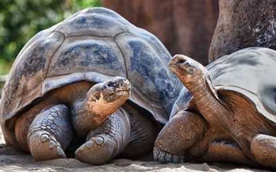 Galapagos Giant Tortoises, how to know their sex?