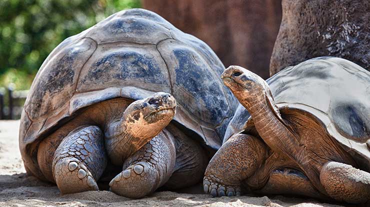 How To Know If A Tortoise Is Male Or Female Galapagos,Twin Mattress Size Inches