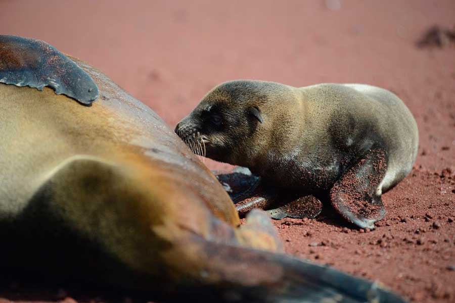 baby Galapagos sea lion