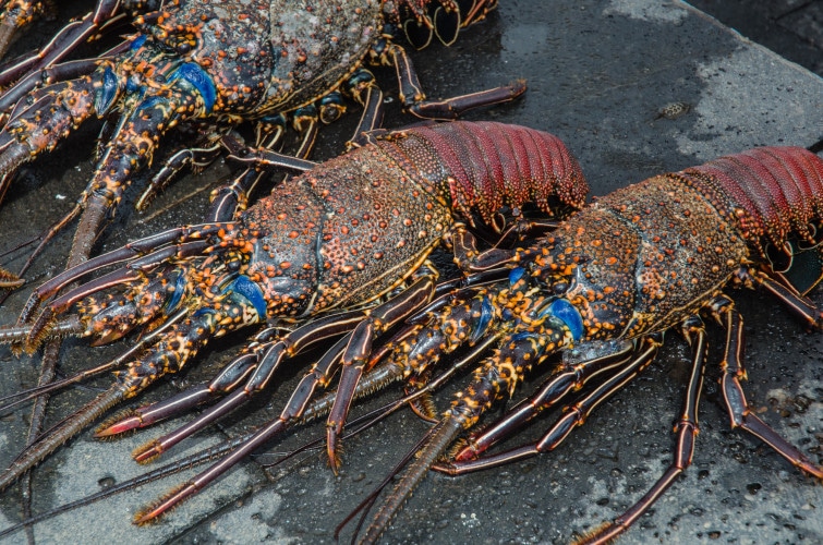 Galapagos lobster