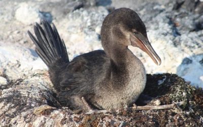 The Galapagos wildlife reborn after COVID-19