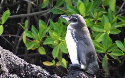 The Galapagos Penguin, an endemic species