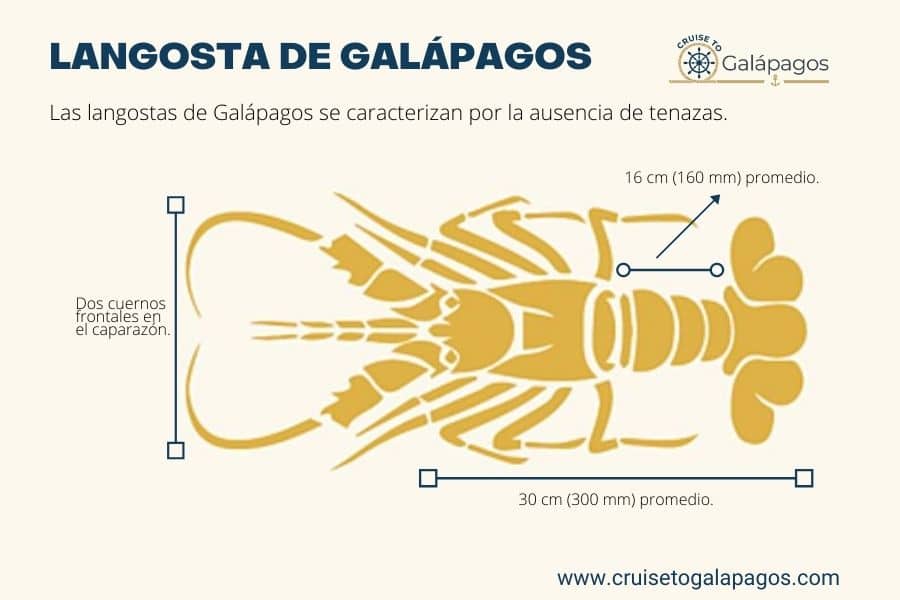 infografía langosta de galápagos