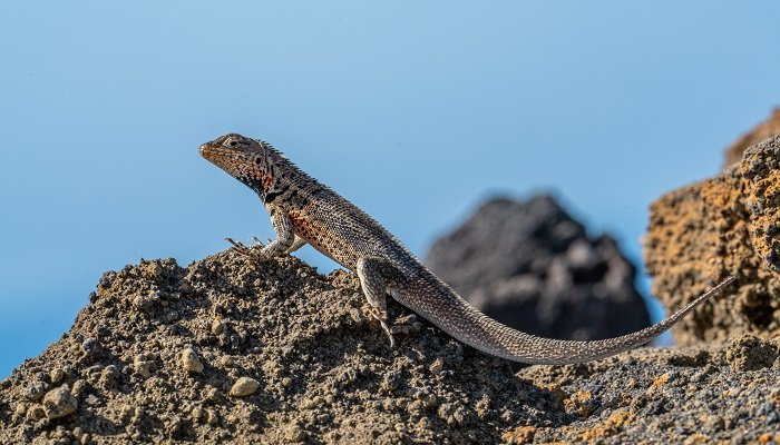 lava lizards galapagos