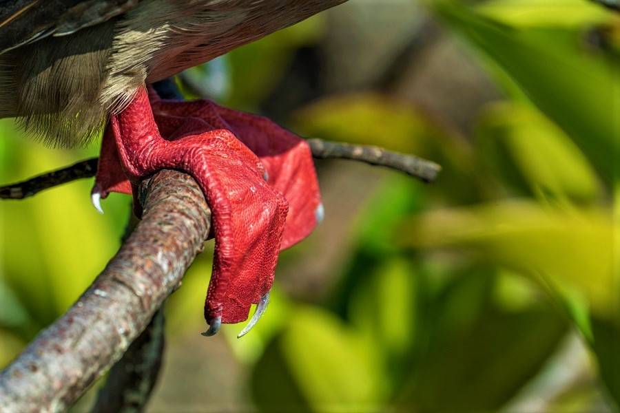 piquero de patas rojas galápagos