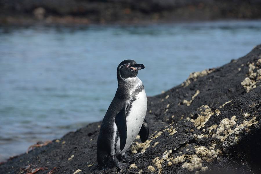 antecedentes Cabecear silueta El Pingüino de Galápagos, una especie endémica | Galápagos Fauna