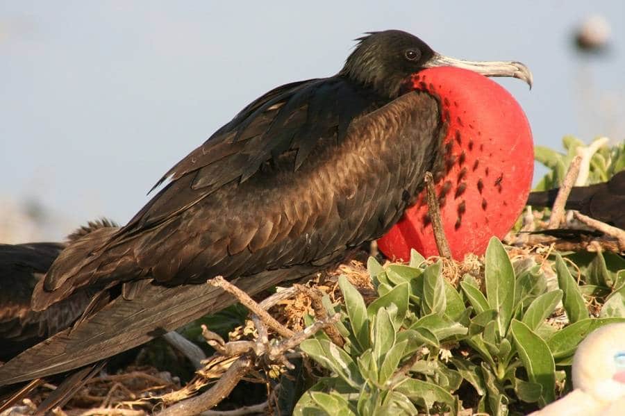 BANDAI Nature Zone Galapagos Islands Magnificent frigatebird Bird Figure 