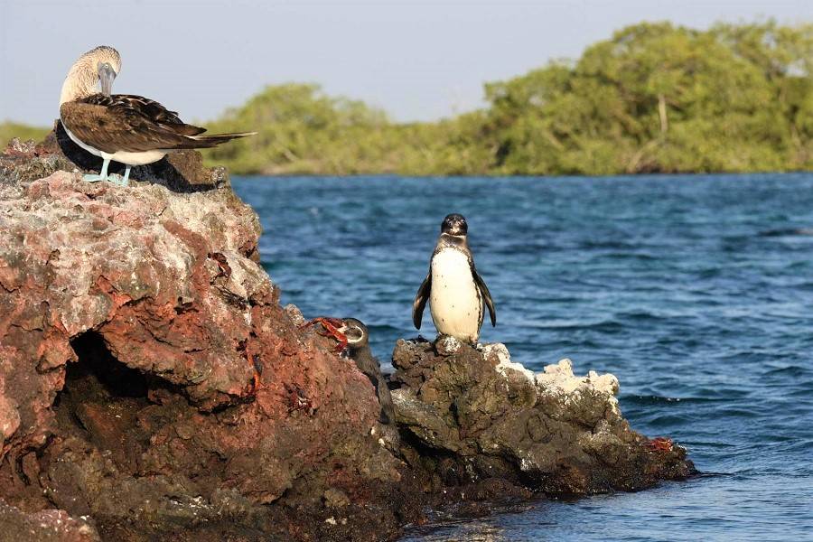 Piquero y pingüino, Islas Galápagos 