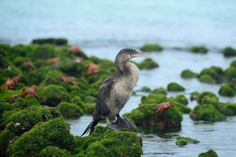 cormorán no volador de Galápagos