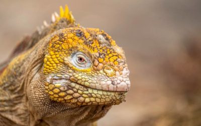 Top 5: Animales emblemáticos de las Islas Galápagos