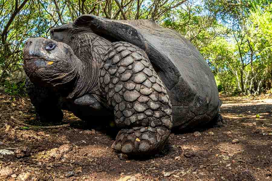 Tortuga Gigante de Galápagos