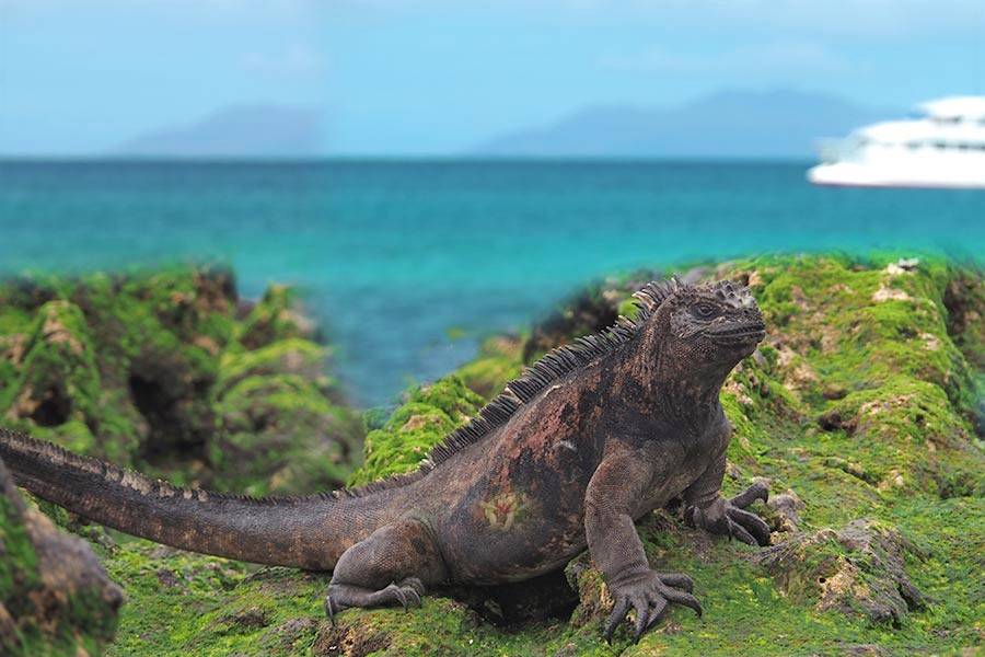 Iguana marina de las Islas Galápagos