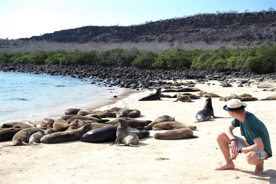The Galapagos sea lions in the beach