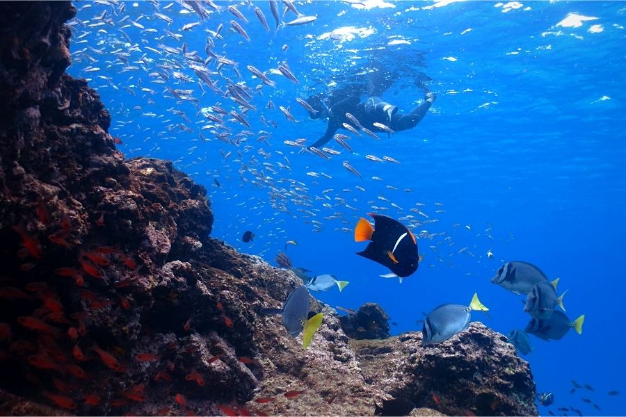 Galapagos marine life