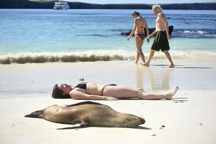 galapagos sea lion and tourist