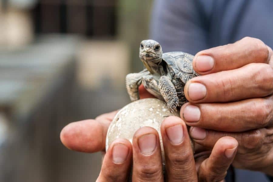 Newborn Galapagos giant tortoise