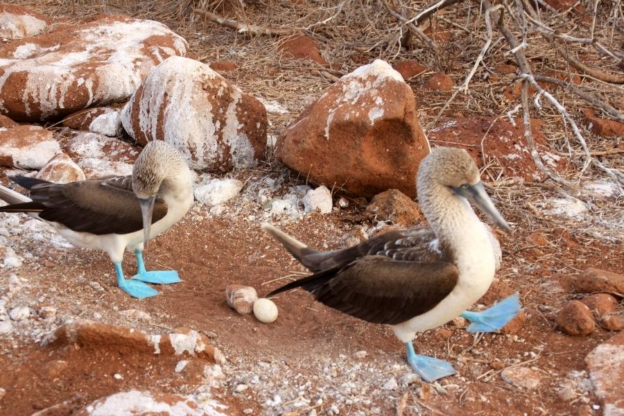 A couple of Galapagos blue-footed boobies and their nest.