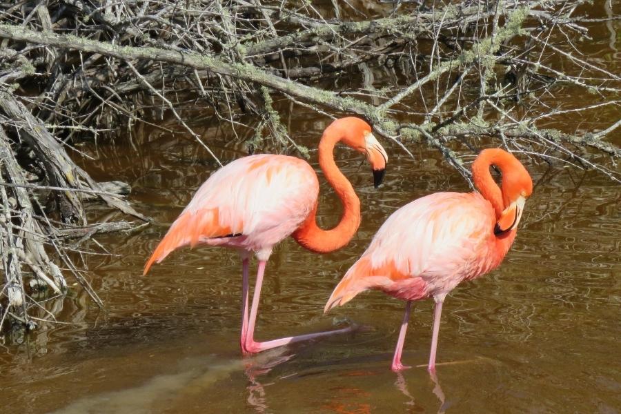 a couple of galapagos flamingos