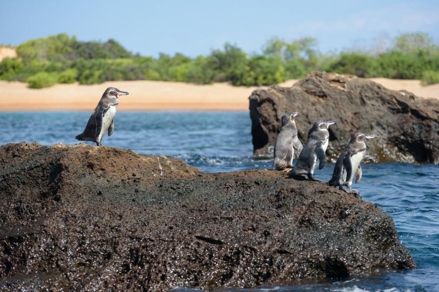 Galapagos penguins on volcanic rocks