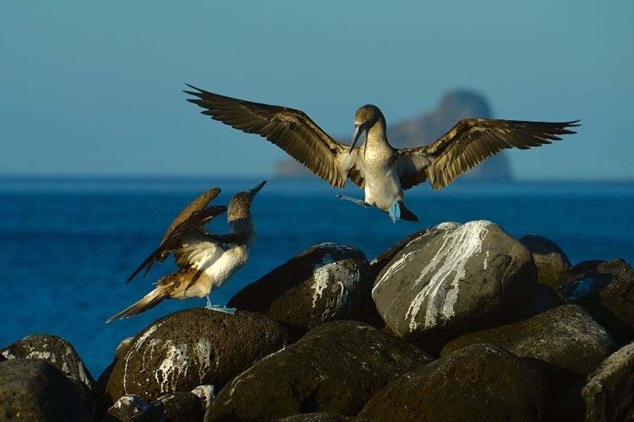 blue-footed boobies couple