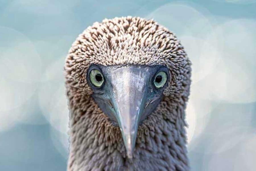 blue-footed-booby-eyes-interesting-facts.jpg