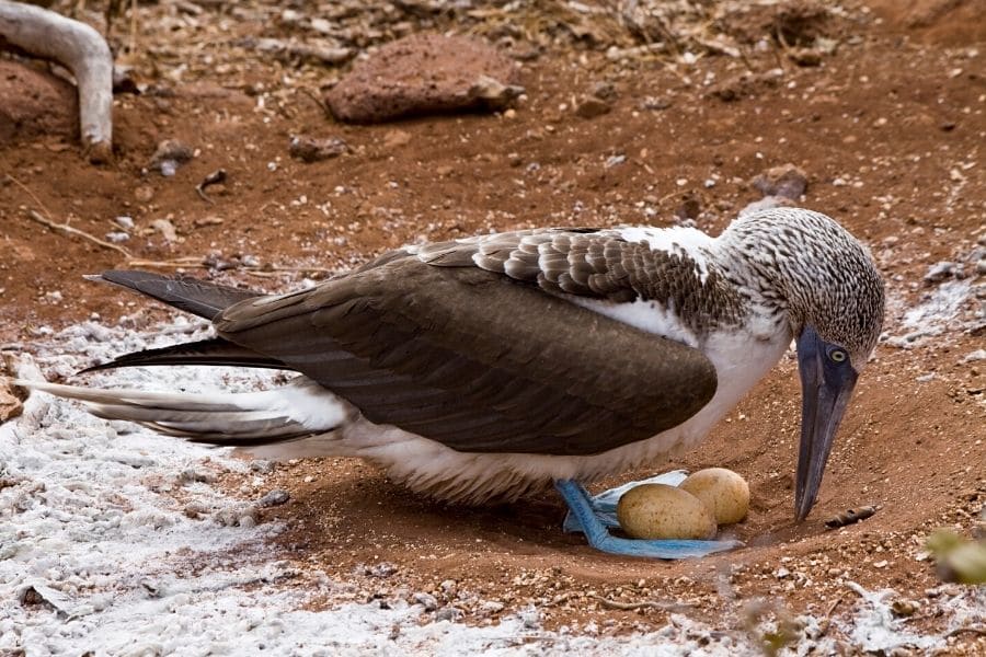 blue-footed booby nesting