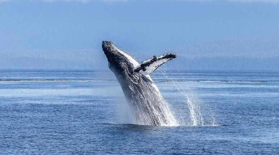 A whale jumps out of the water, a show to see during a Galapagos Islands vacation